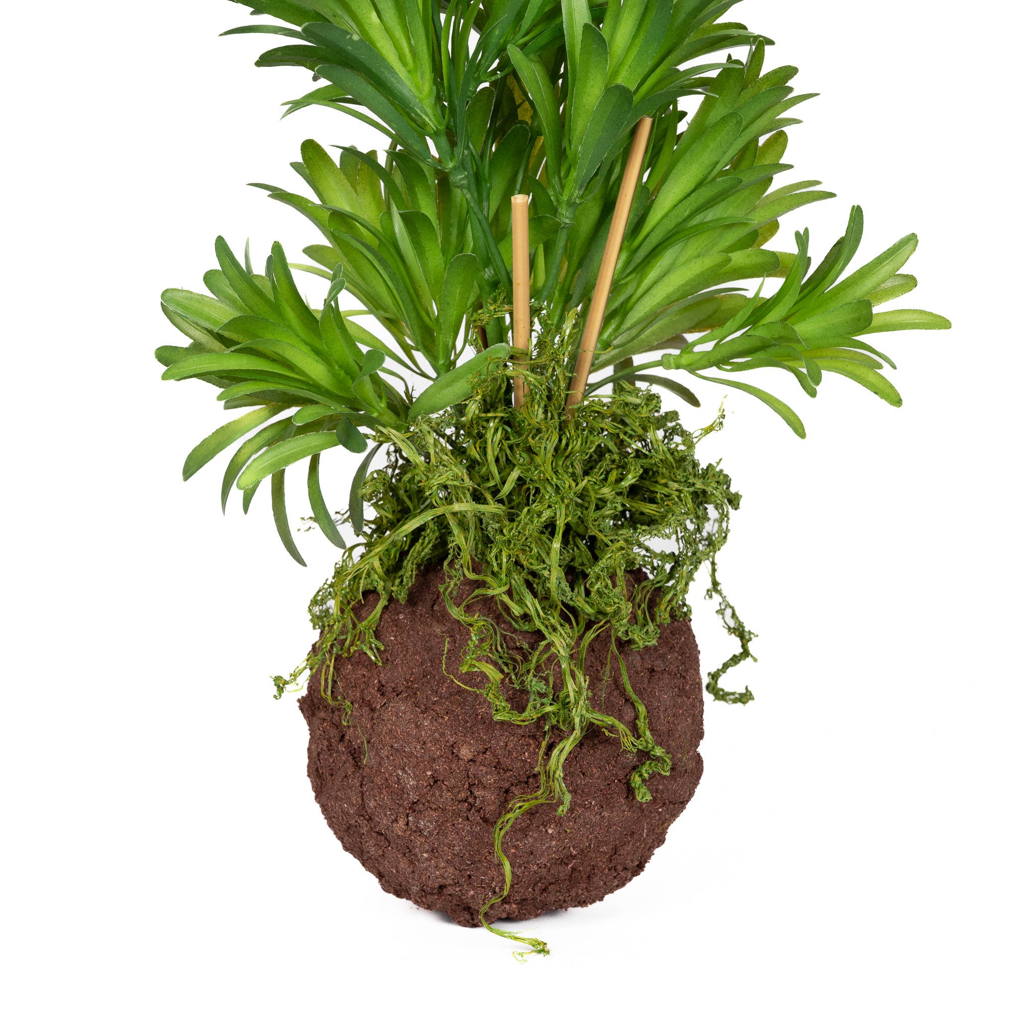 Kokedama Ball Fern 4.5" X 14"