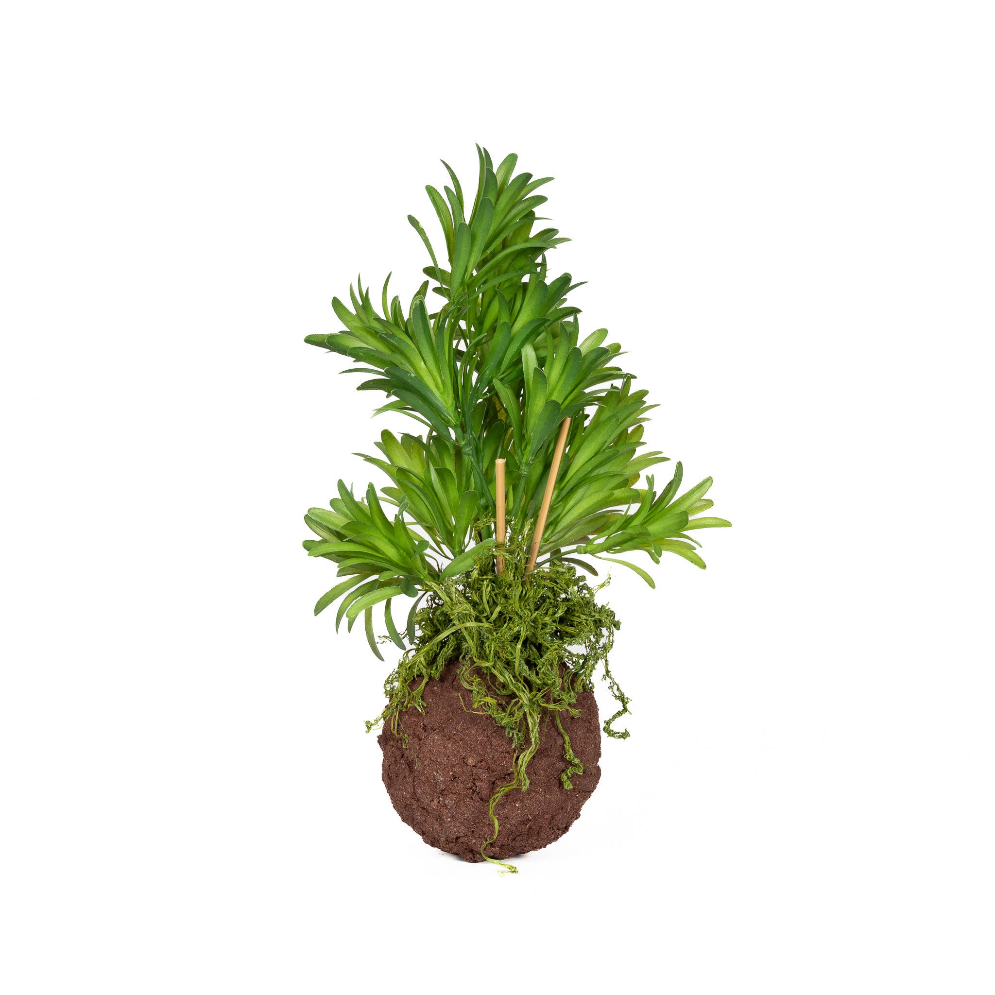 Kokedama Ball Fern 4.5" X 14"