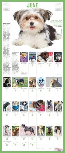 365 Puppies-A-Year Picture-A-Day® Wall Calendar 2027