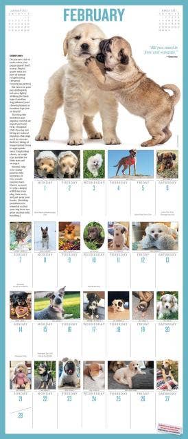 365 Puppies-A-Year Picture-A-Day® Wall Calendar 2027
