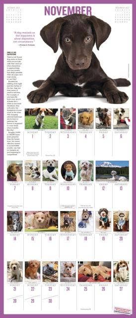 365 Puppies-A-Year Picture-A-Day® Wall Calendar 2027