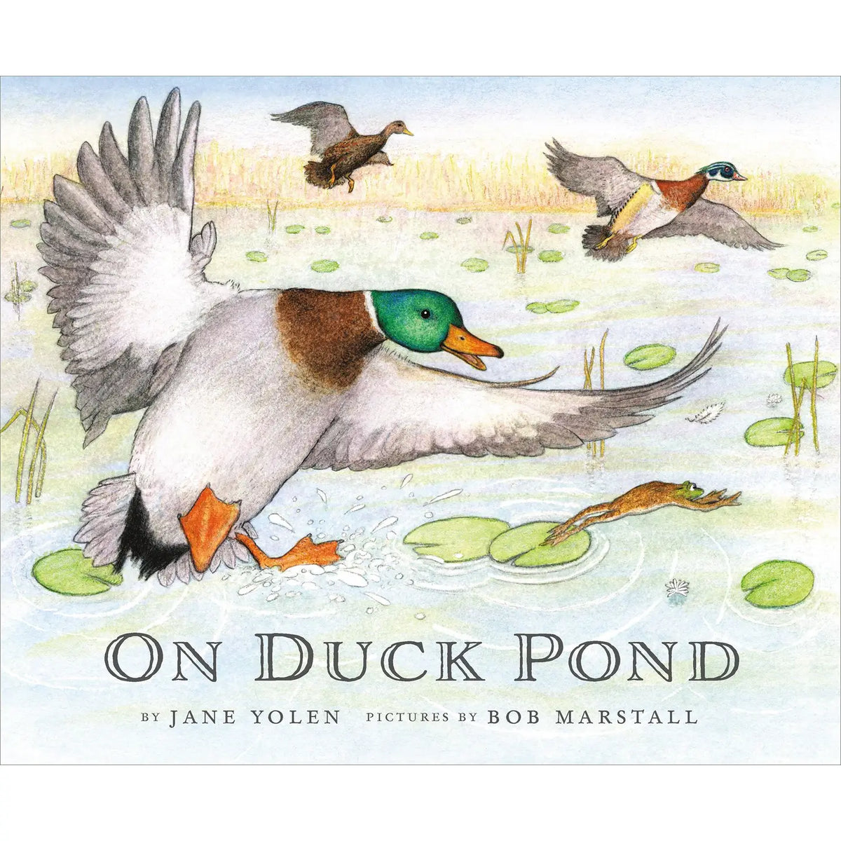 On Duck Pond