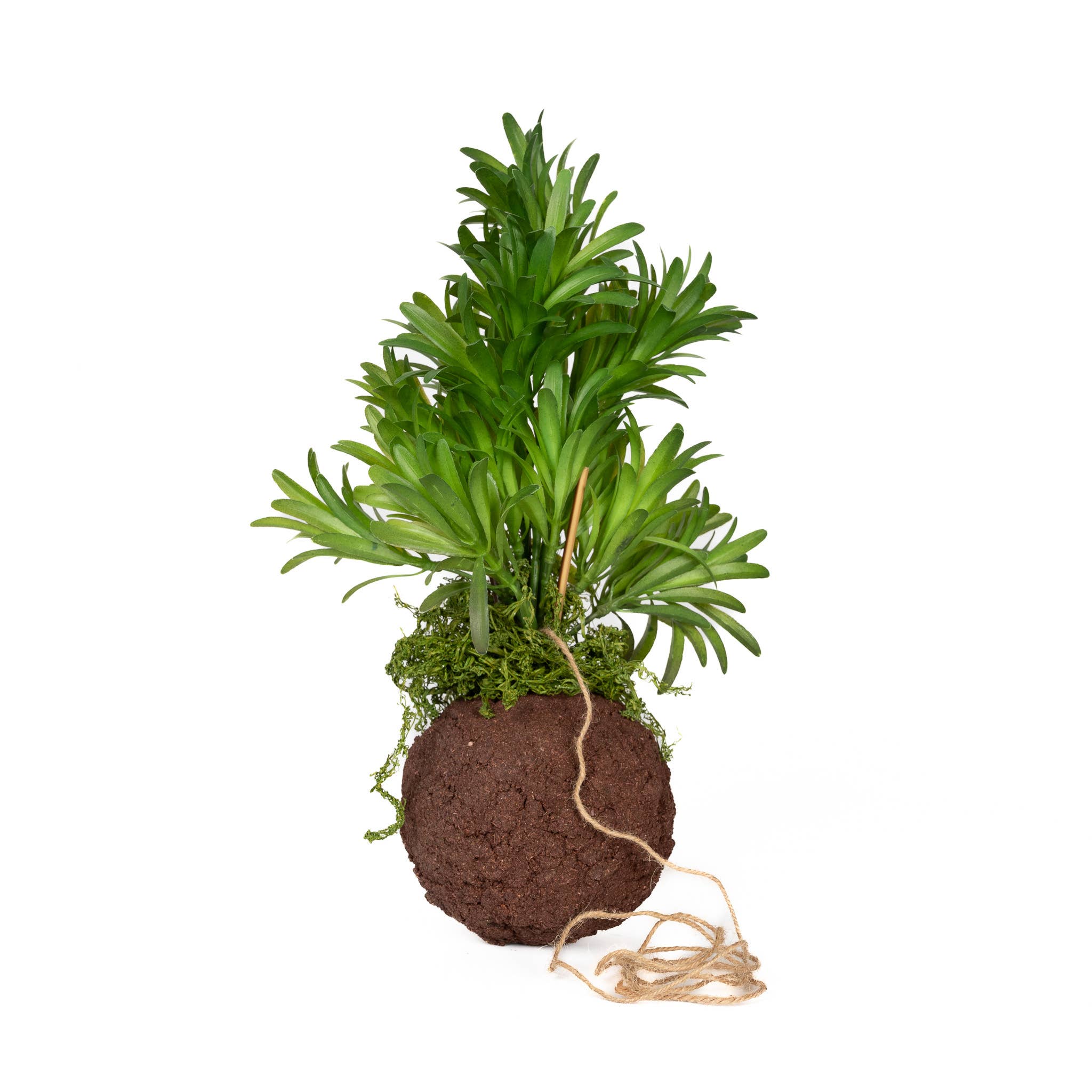 Kokedama Ball Fern 4.5" X 14"