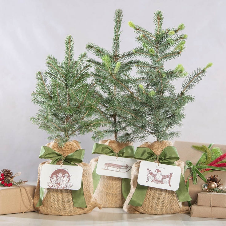 Blue Spruce Gift Tree - Persnickety Shop