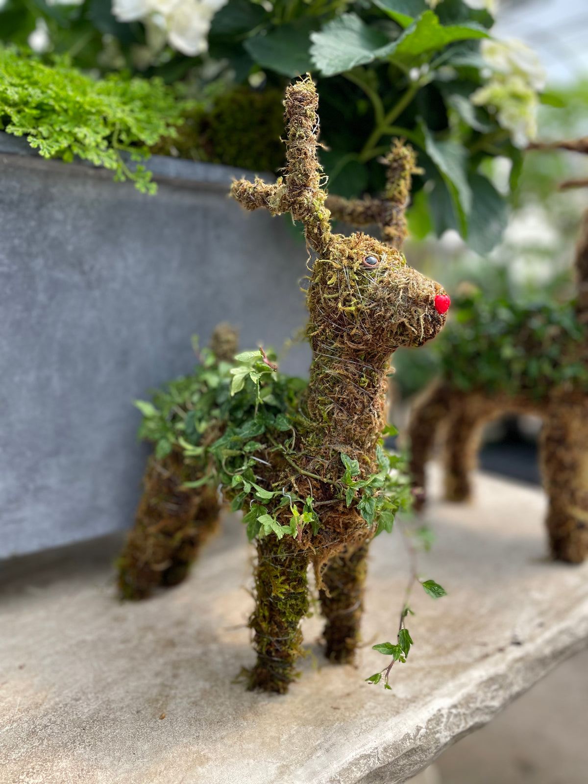 Ivy & Moss Medium Standing Reindeer Topiary - Persnickety Shop