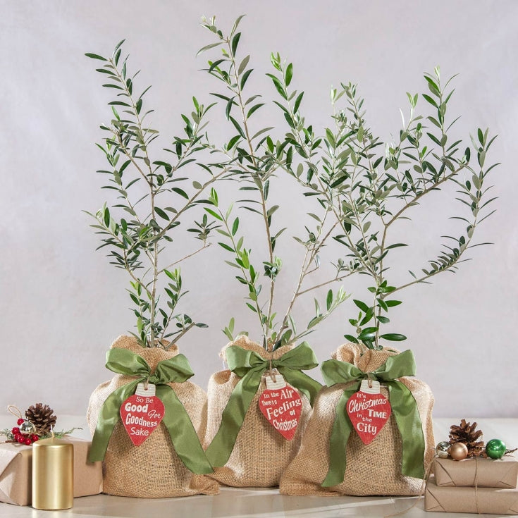 Holiday Olive Trees - Persnickety Shop