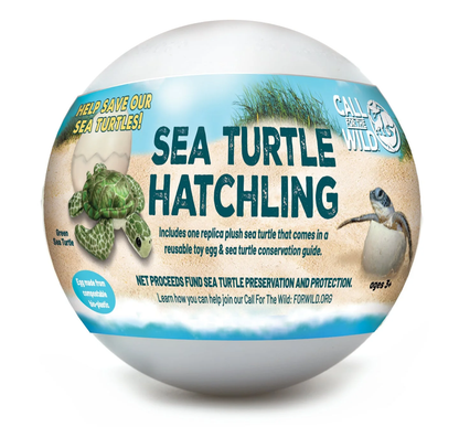 Sea Turtle Hatchling Individual Eggs - Persnickety Shop