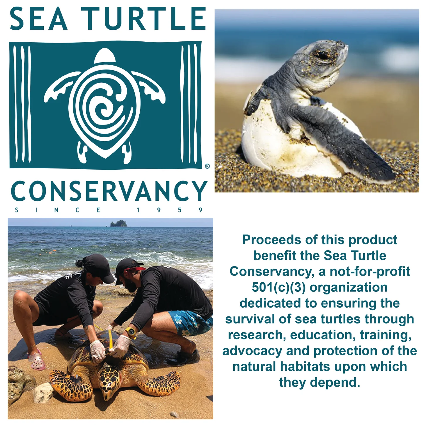 Sea Turtle Hatchling Individual Eggs - Persnickety Shop