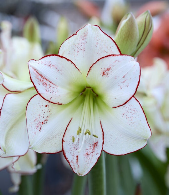 White Amaryllis in Silver Wax - Persnickety Shop