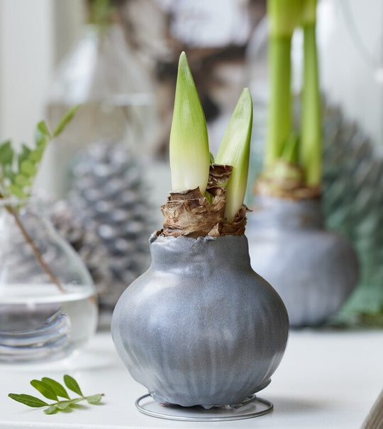 White Amaryllis in Silver Wax - Persnickety Shop