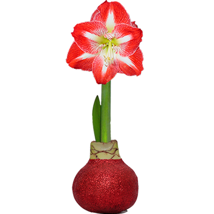 Red Glitter Covered Amaryllis Bulb - Persnickety Shop