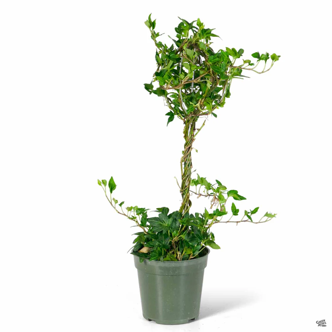 Single Ball on Stem Ivy Topiary 18" - Persnickety Shop